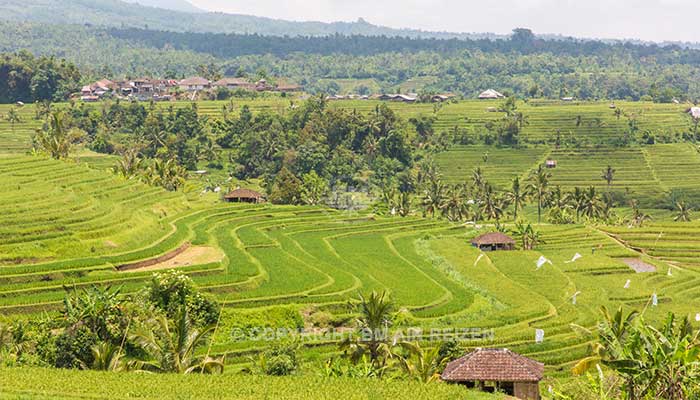 Bali - Jatiluwih rijstterrassen