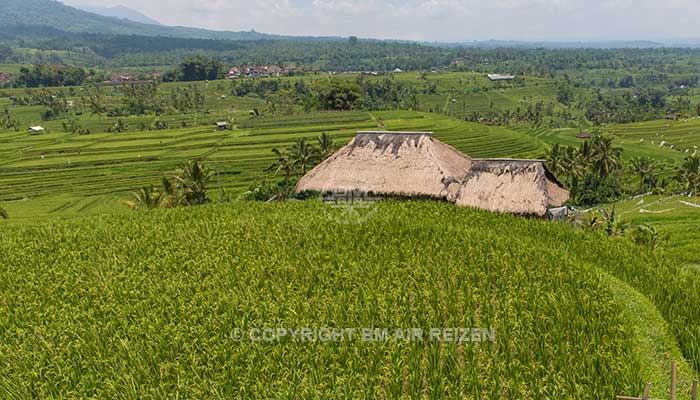 Bali - Jatiluwih rijstterrassen