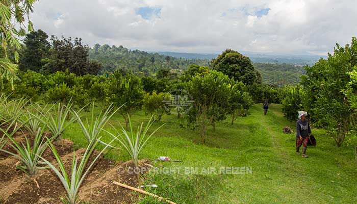 Bali - Bagus Agro Pelaga