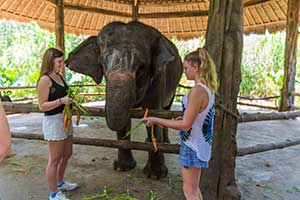 Bali Safari & Marine Park