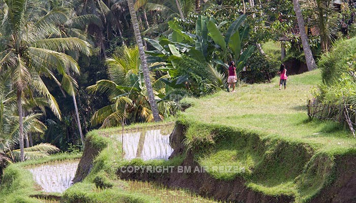 Ubud - Rijstterrassen