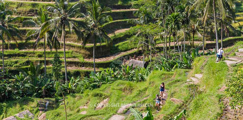 Rondreis Bali Highlights - Ubud - Tegalalang rijstterrassen