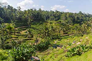 Ubud - Tegalalang rijstterrassen