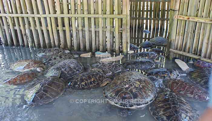 Bali - Turtle island