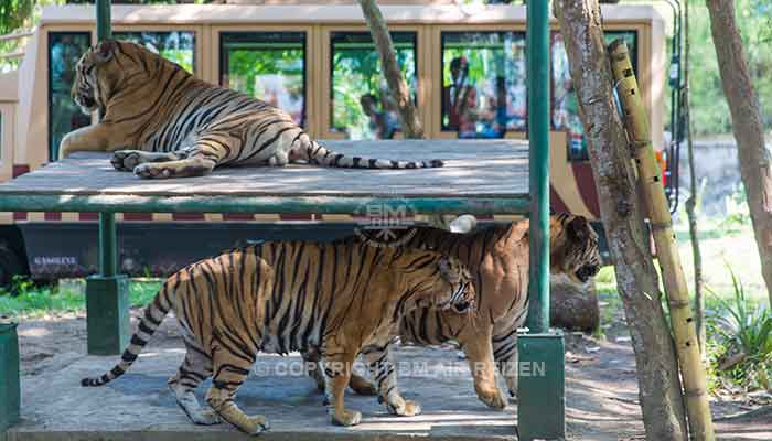 Bali - Bali safari marine park