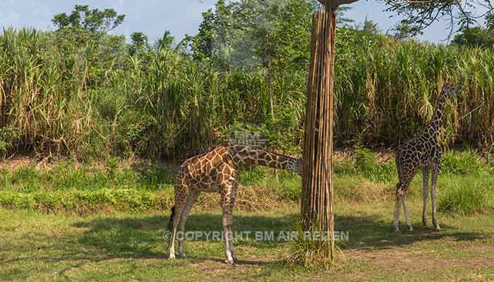 Bali - Bali safari marine park