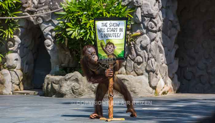 Bali - Bali safari marine park