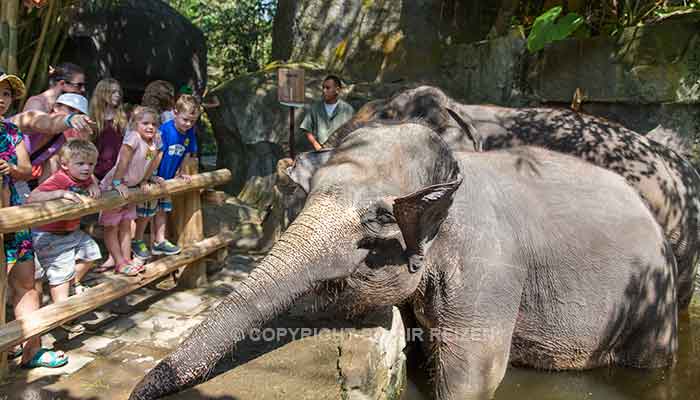 Bali - Bali safari marine park