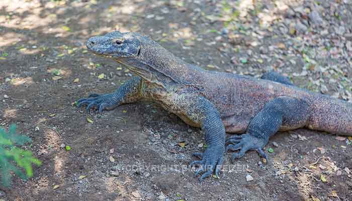 Bali - Bali safari marine park