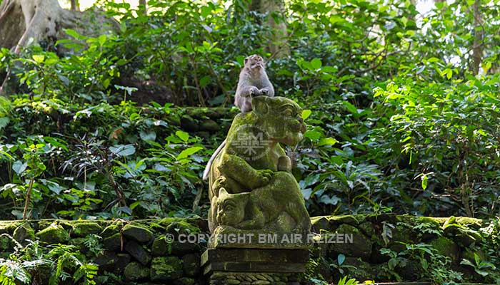 Ubud - Apenbos