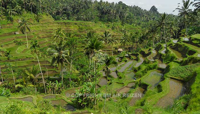 Ubud - Rijstterrassen