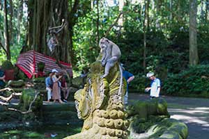 Ubud - Monkey Forest