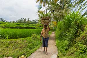 Ubud - rijstvelden