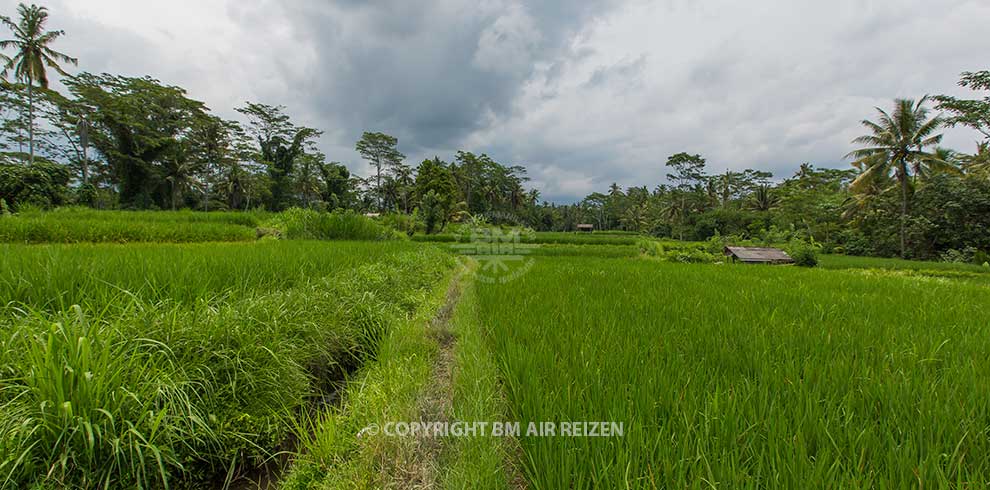 Ubud - rijstvelden