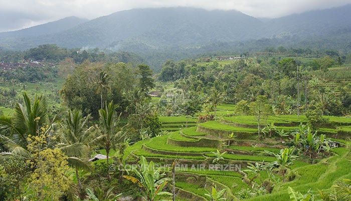 Bali - Jatiluwih rijstterrassen