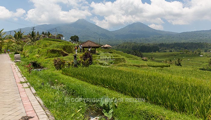 Bali - Jatiluwih rijstterrassen