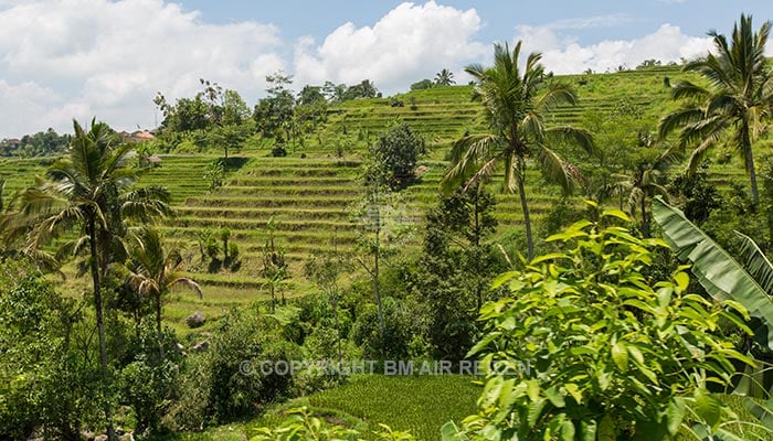 Bali - Jatiluwih rijstterrassen