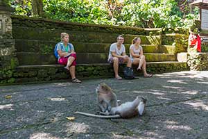 Ubud - Monkey Forest