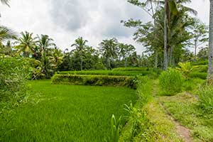 Ubud - rijstvelden