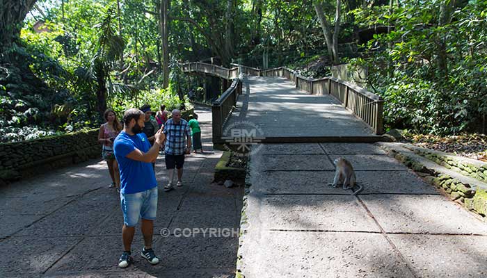 Ubud - Apenbos