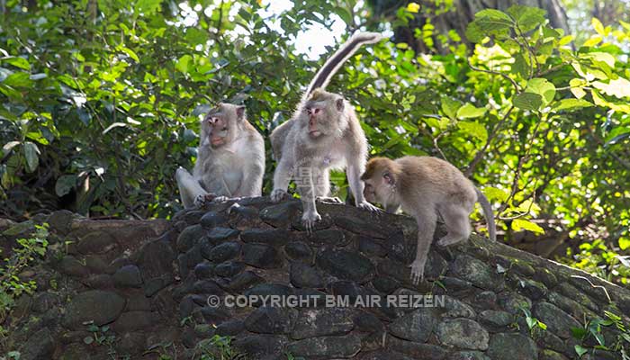 Ubud - Apenbos