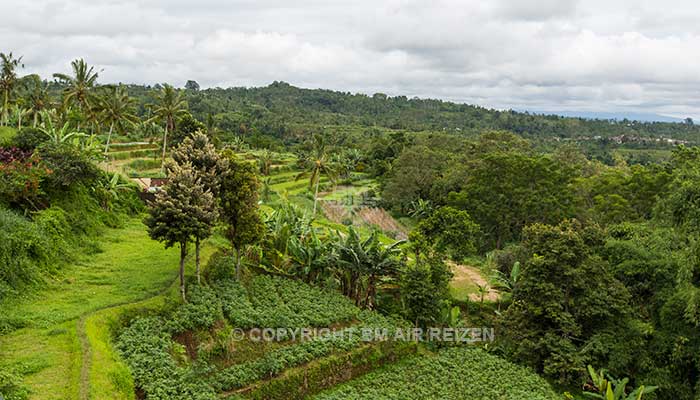 Ubud - Rijstterrassen