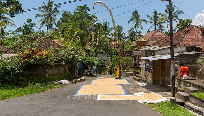 Ubud - Wandelen door de rijstvelden