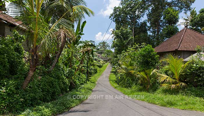 Ubud - Wandelen door de rijstvelden