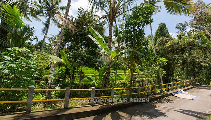 Ubud - Wandelen door de rijstvelden