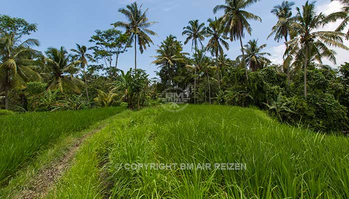 Ubud - Wandelen door de rijstvelden