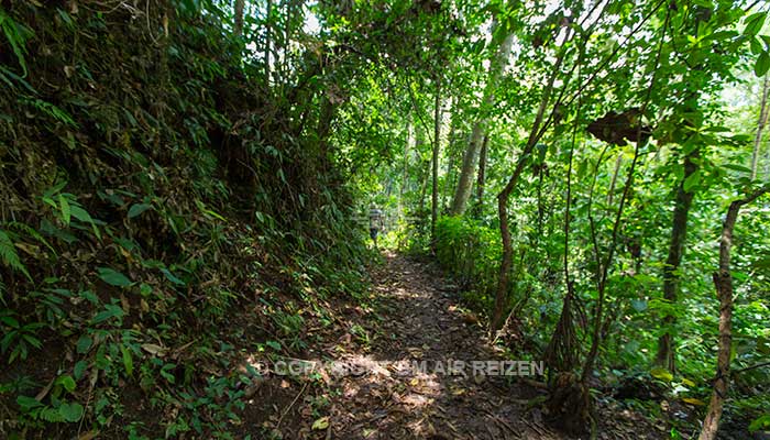 Ubud - Wandelen door de rijstvelden