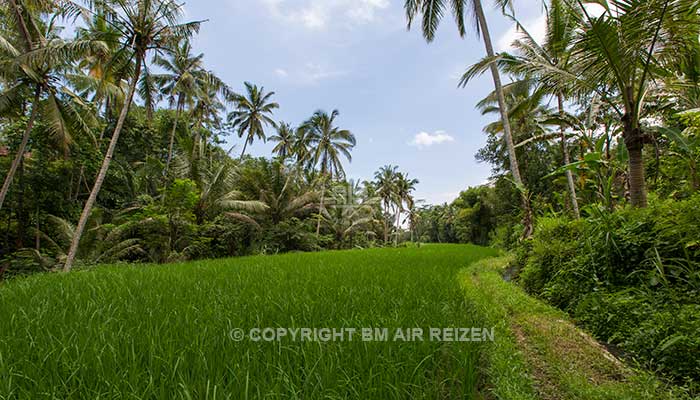 Ubud - Wandelen door de rijstvelden