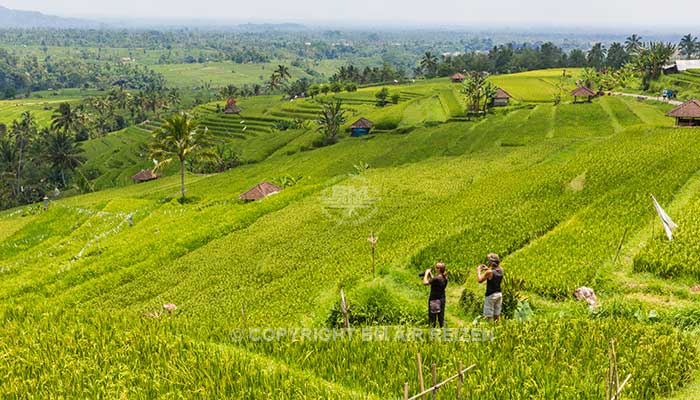 Bali - Jatiluwih rijstterrassen