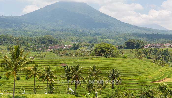 Bali - Jatiluwih rijstterrassen