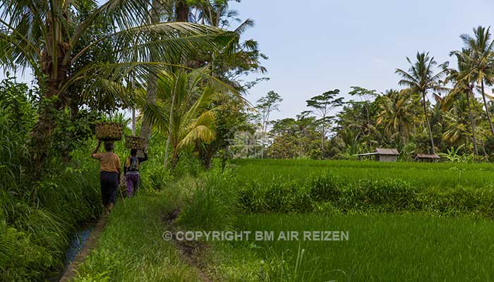 Ubud - Wandelen door de rijstvelden