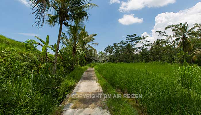 Ubud - Wandelen door de rijstvelden