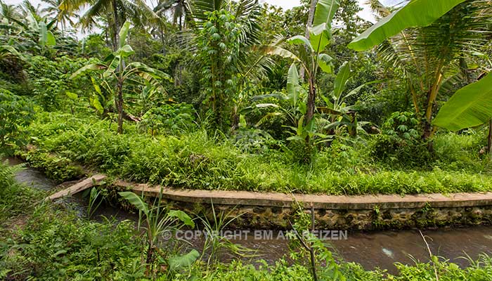 Ubud - Wandelen door de rijstvelden