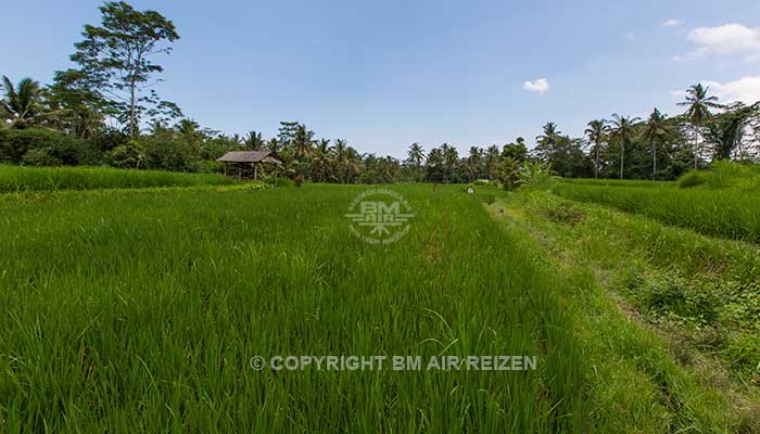 Ubud - Wandelen door de rijstvelden