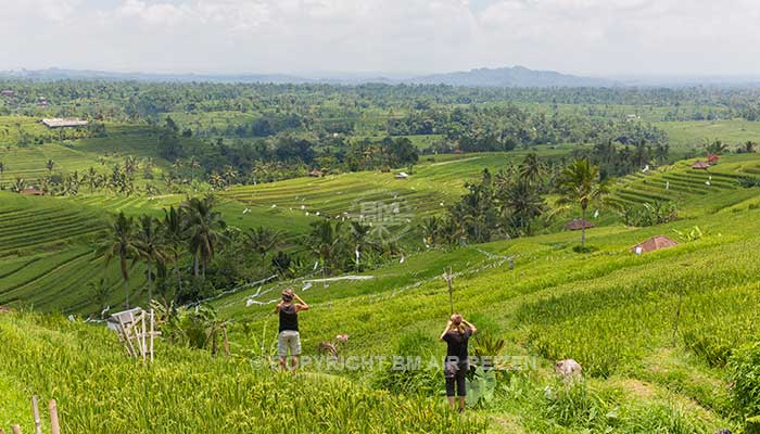 Bali - Jatiluwih rijstterrassen