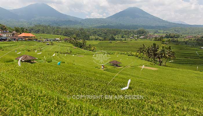 Bali - Jatiluwih rijstterrassen