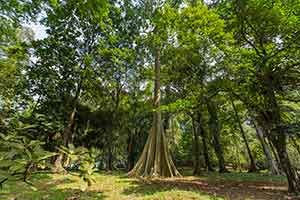 Bogor - Kebun Raya Bogor