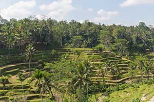 Ubud - Tegalalang rijstterrassen