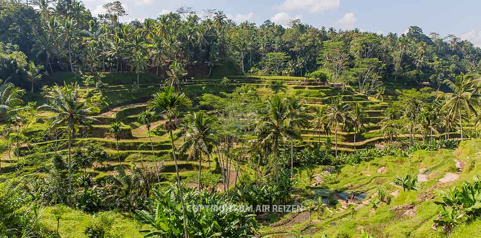 Ubud - Tegalalang rijstterrassen