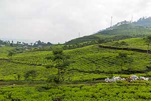 Java - Puncak Pass