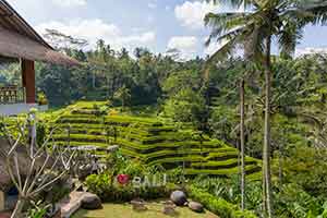 Ubud - Tegalalang rijstterrassen