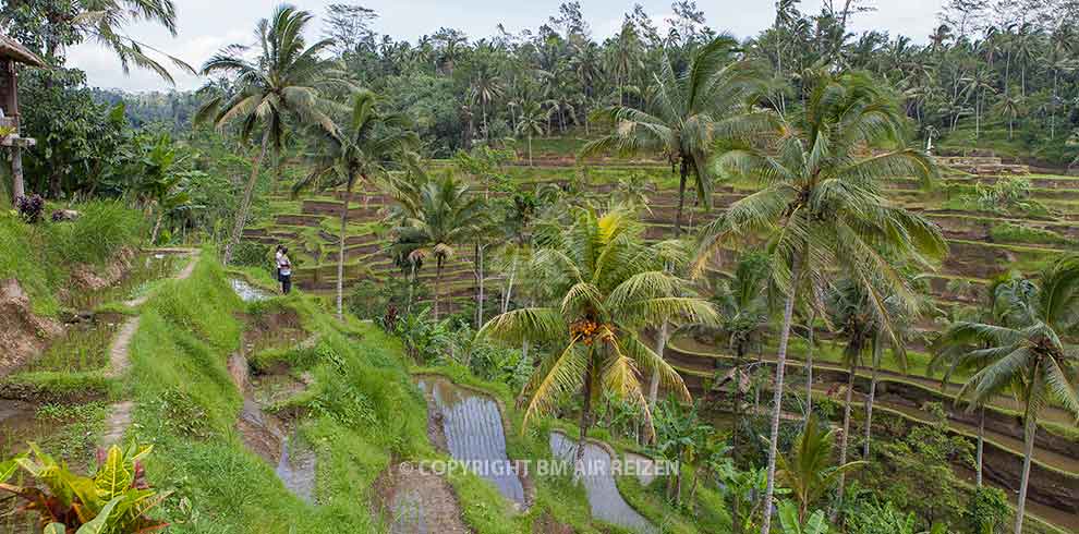 Ubud - Tegalalang rijstterrassen