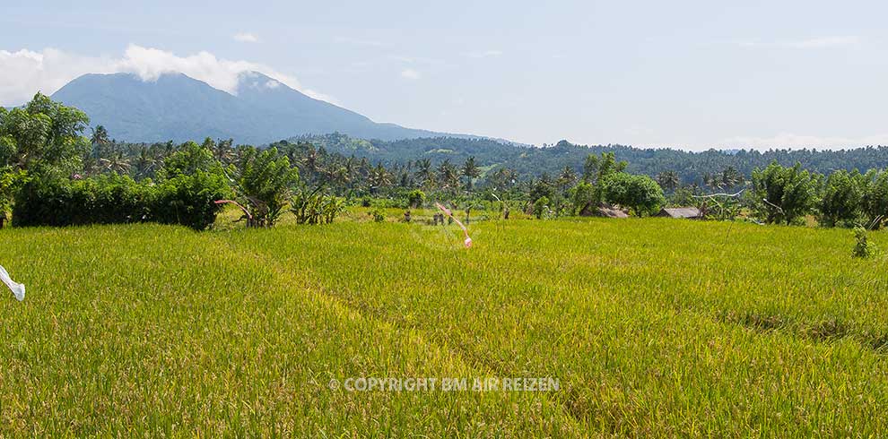 Bali - rijstvelden