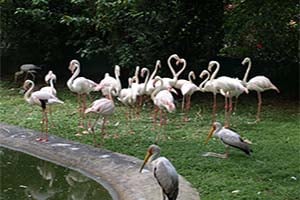 Garden City of Kuala Lumpur