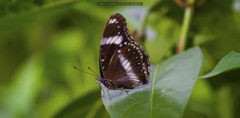 Kuala Lumpur Park en Tuin