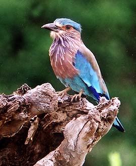 Bundala National Wildlife Park - Sri Lanka